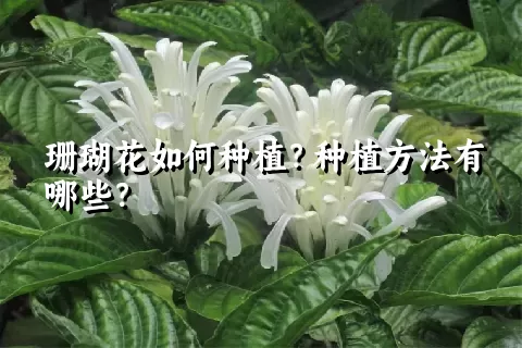 珊瑚花如何种植？种植方法有哪些？