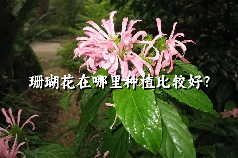 珊瑚花在哪里种植比较好？