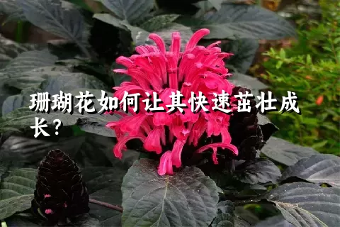 珊瑚花如何让其快速茁壮成长？