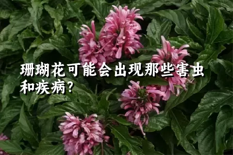 珊瑚花可能会出现那些害虫和疾病？