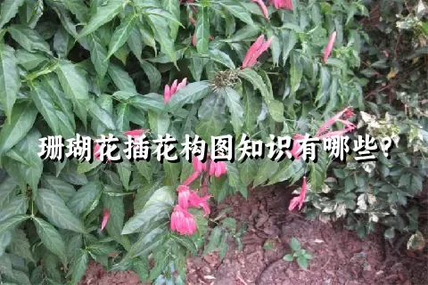 珊瑚花插花构图知识有哪些？