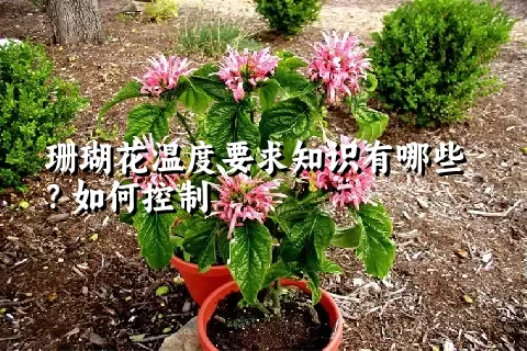 珊瑚花温度要求知识有哪些？如何控制