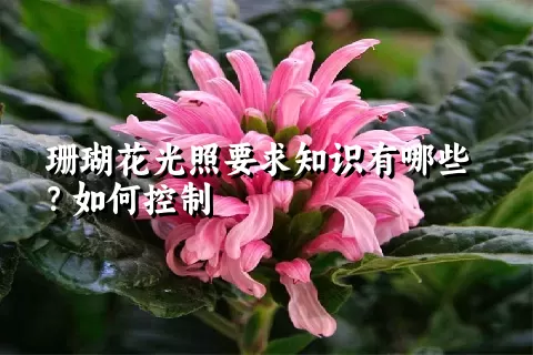 珊瑚花光照要求知识有哪些？如何控制