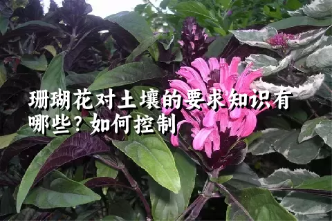 珊瑚花对土壤的要求知识有哪些？如何控制