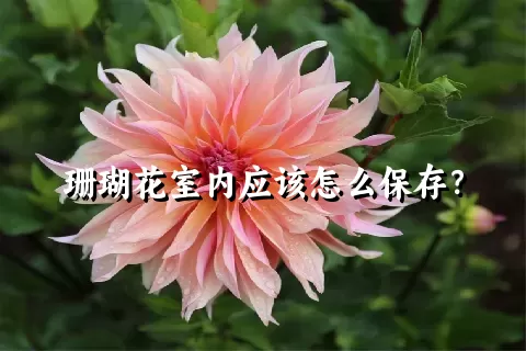 珊瑚花室内应该怎么保存？