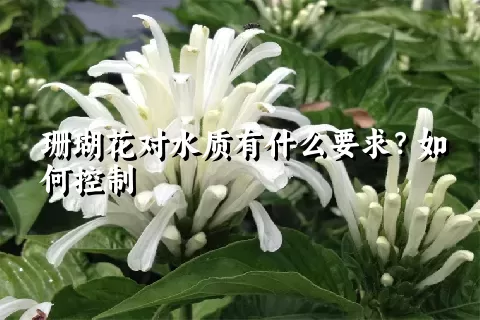 珊瑚花对水质有什么要求？如何控制