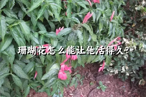 珊瑚花怎么能让他活得久？