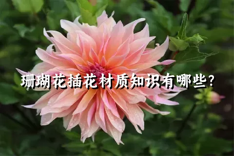 珊瑚花插花材质知识有哪些？