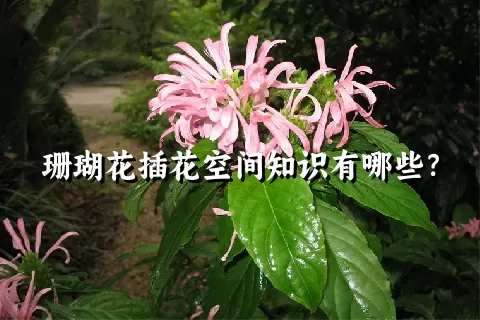 珊瑚花插花空间知识有哪些？