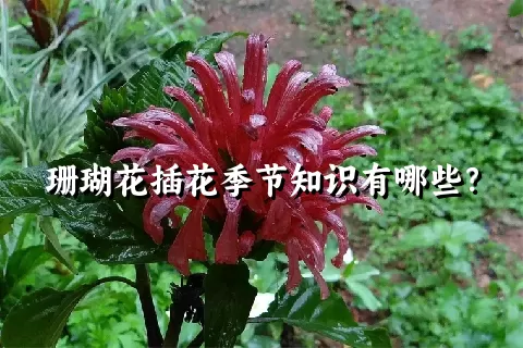 珊瑚花插花季节知识有哪些？