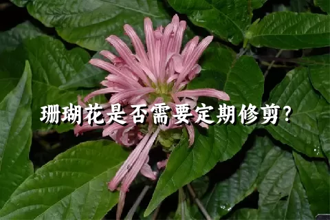 珊瑚花是否需要定期修剪？