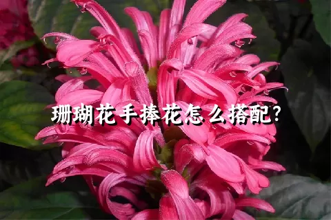 珊瑚花手捧花怎么搭配？