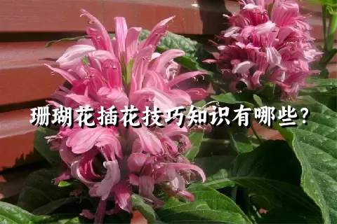 珊瑚花插花技巧知识有哪些？