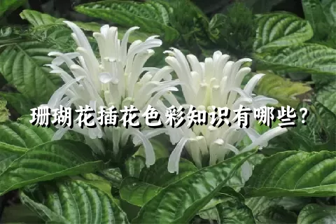 珊瑚花插花色彩知识有哪些？