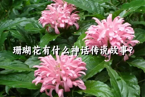 珊瑚花有什么神话传说故事？