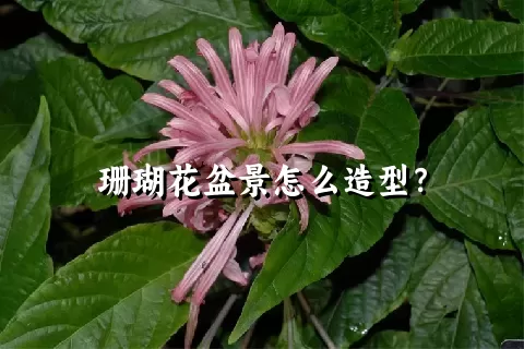 珊瑚花盆景怎么造型？