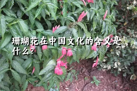 珊瑚花在中国文化的含义是什么？