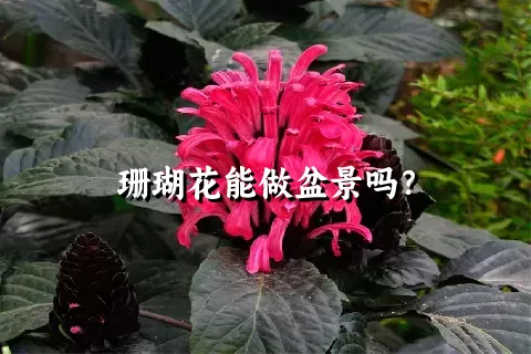 珊瑚花能做盆景吗？