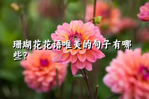 珊瑚花花语唯美的句子有哪些？