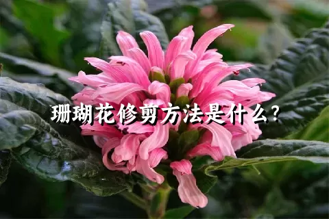 珊瑚花修剪方法是什么？