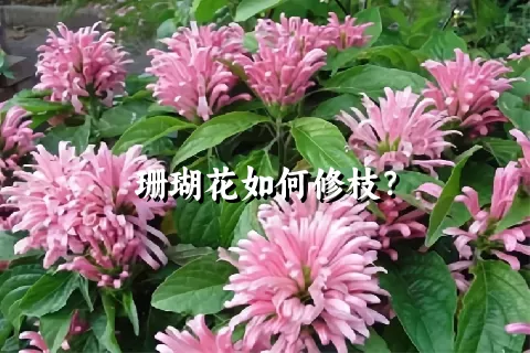 珊瑚花如何修枝？