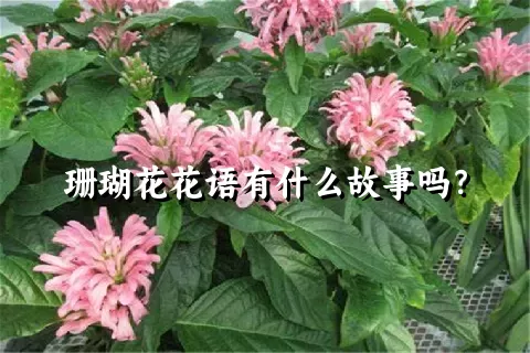 珊瑚花花语有什么故事吗？