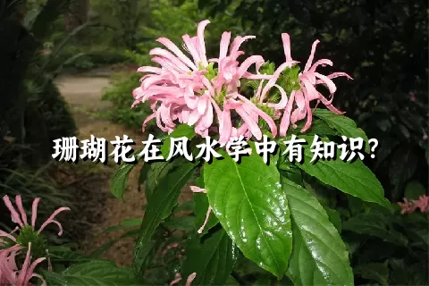 珊瑚花在风水学中有知识？