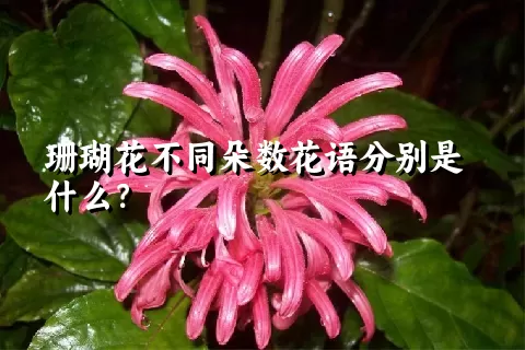 珊瑚花不同朵数花语分别是什么？