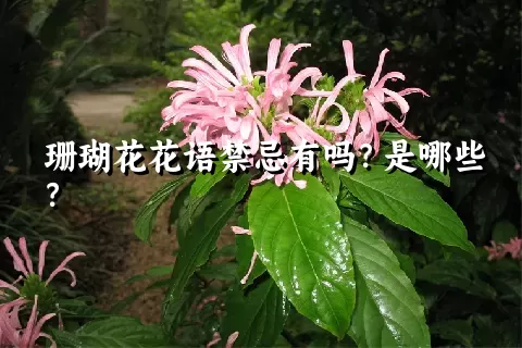 珊瑚花花语禁忌有吗？是哪些？