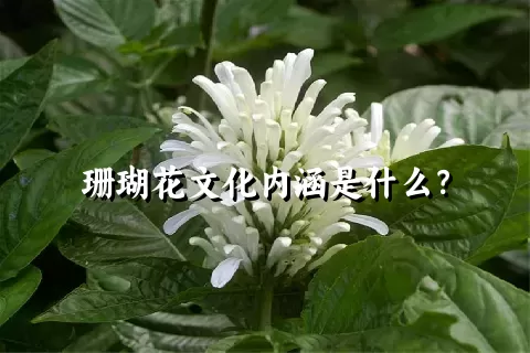 珊瑚花文化内涵是什么？