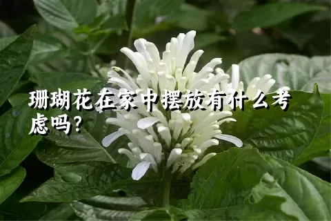 珊瑚花在家中摆放有什么考虑吗？