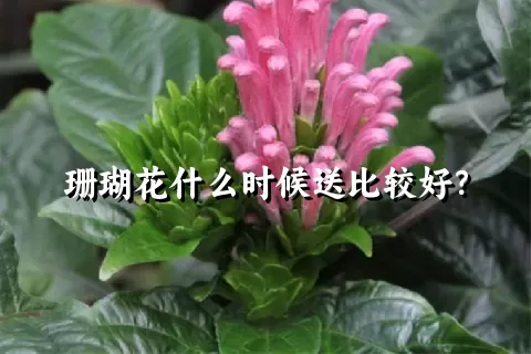 珊瑚花什么时候送比较好？