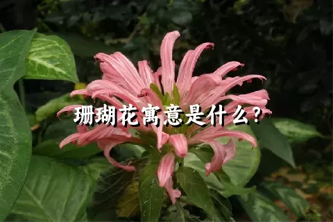 珊瑚花寓意是什么？