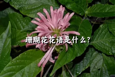 珊瑚花花语是什么？