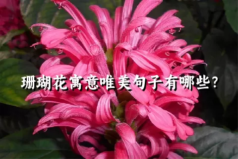 珊瑚花寓意唯美句子有哪些？