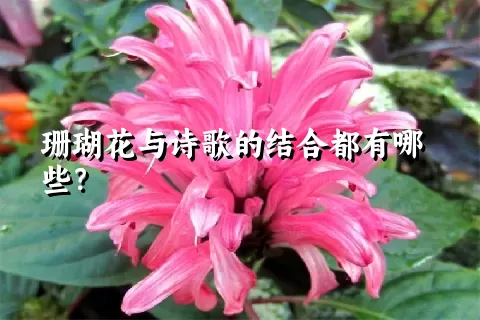 珊瑚花与诗歌的结合都有哪些？