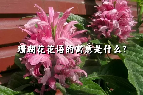 珊瑚花花语的寓意是什么？