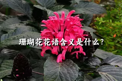 珊瑚花花语含义是什么？