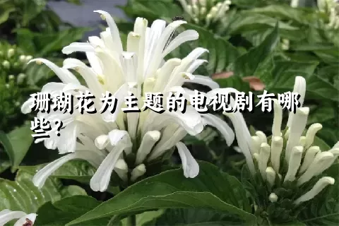 珊瑚花为主题的电视剧有哪些？