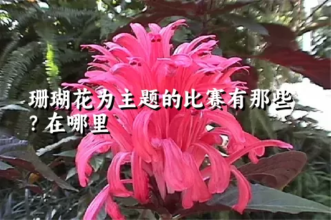 珊瑚花为主题的比赛有那些？在哪里