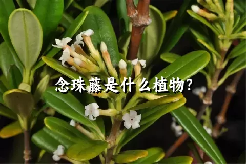 念珠藤是什么植物？