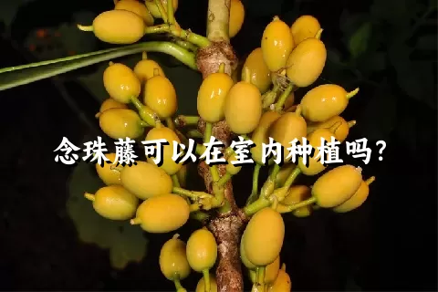 念珠藤可以在室内种植吗？