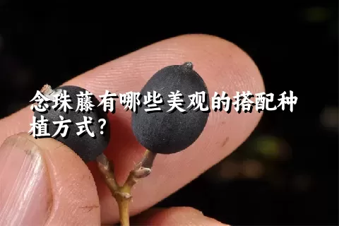 念珠藤有哪些美观的搭配种植方式？