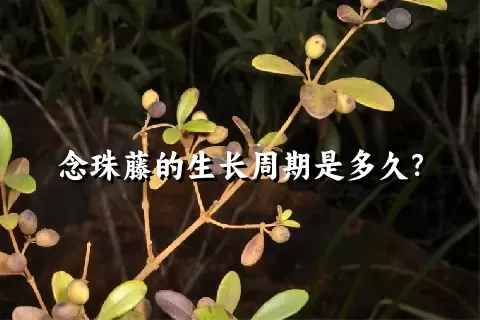 念珠藤的生长周期是多久？