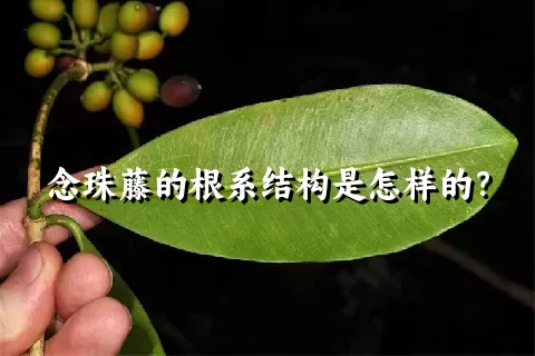 念珠藤的根系结构是怎样的？