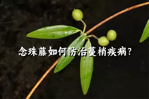 念珠藤如何防治蔓梢疾病？