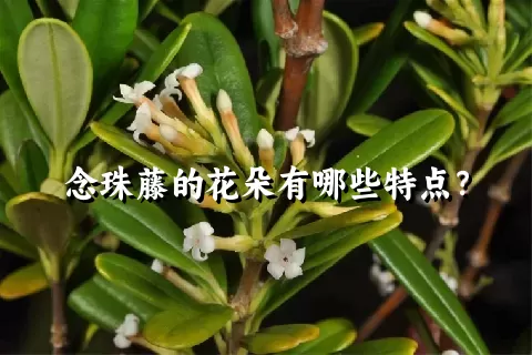 念珠藤的花朵有哪些特点？