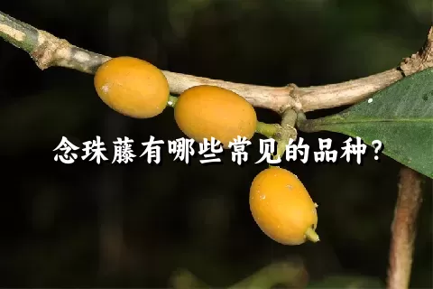 念珠藤有哪些常见的品种？