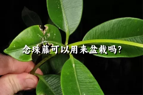 念珠藤可以用来盆栽吗？