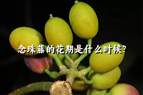 念珠藤的花期是什么时候？